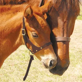 Double Crown Foal Halter