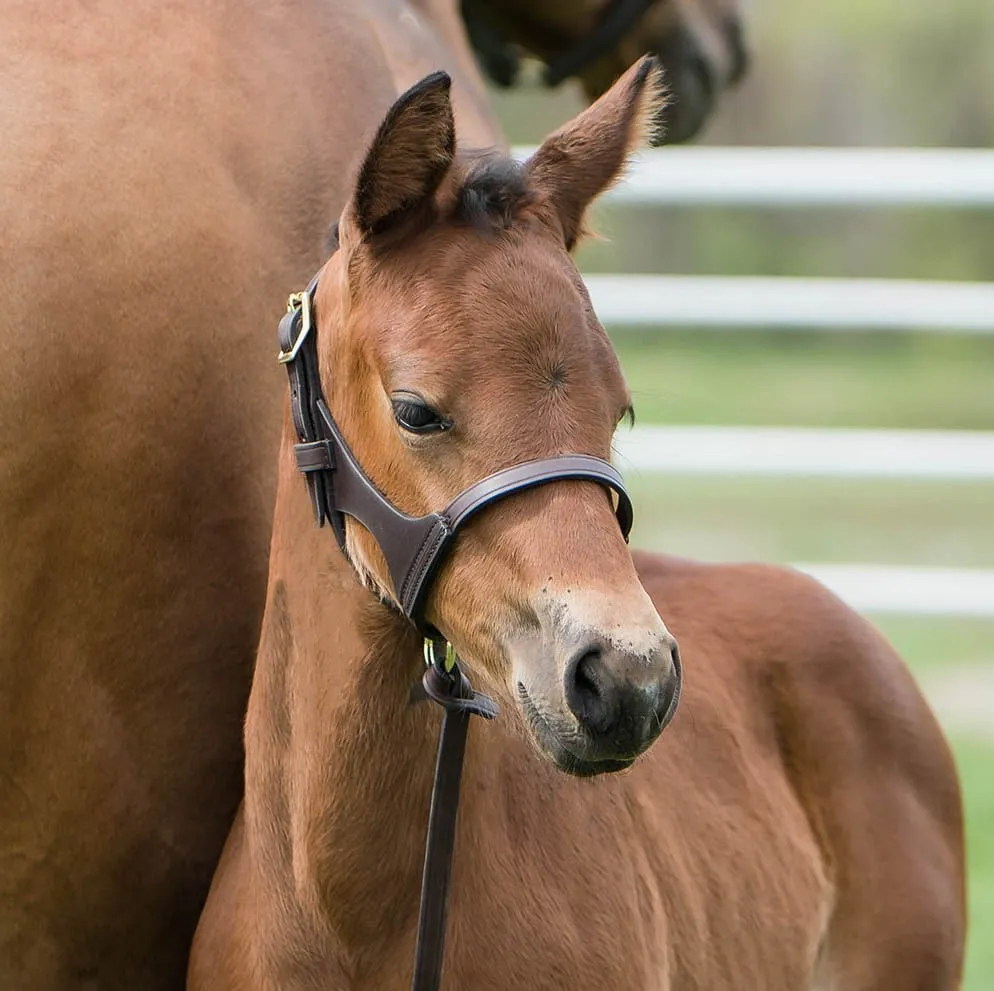 Double Crown Foal Halter