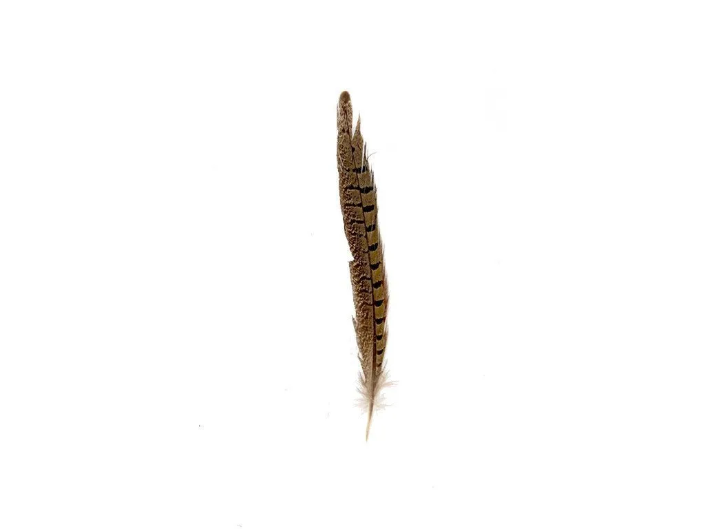 Pheasant Natural Ringneck Feathers