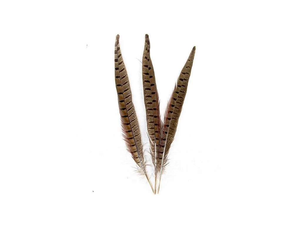 Pheasant Natural Ringneck Feathers