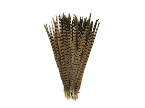Pheasant Natural Ringneck Feathers