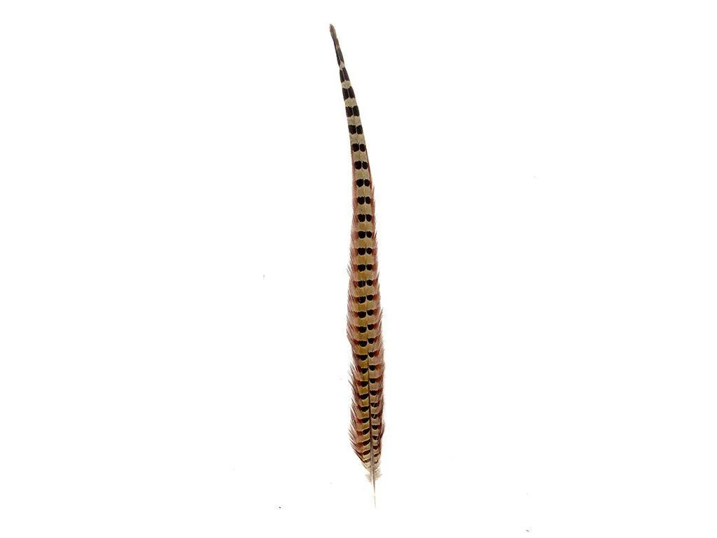 Pheasant Natural Ringneck Feathers