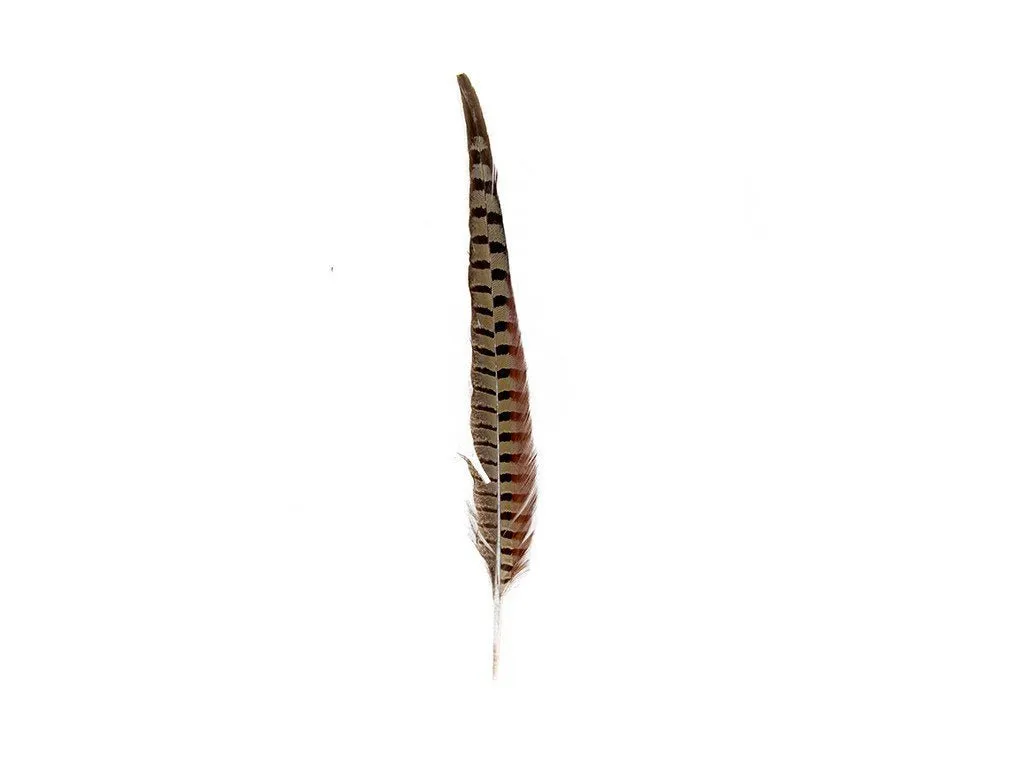 Pheasant Natural Ringneck Feathers
