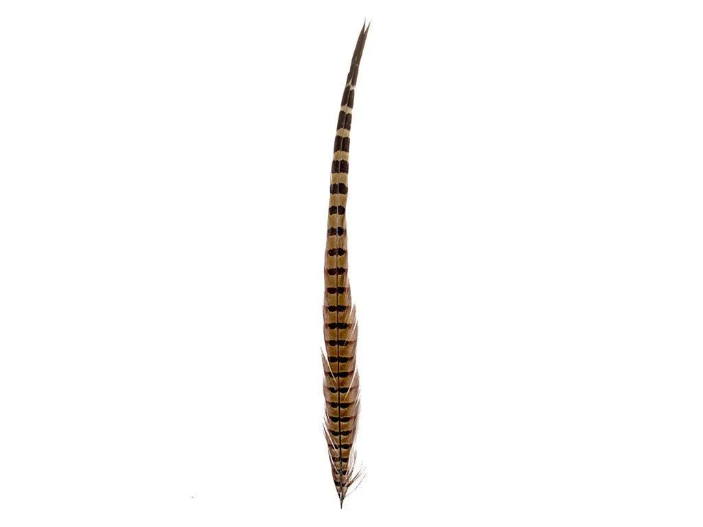 Pheasant Natural Ringneck Feathers