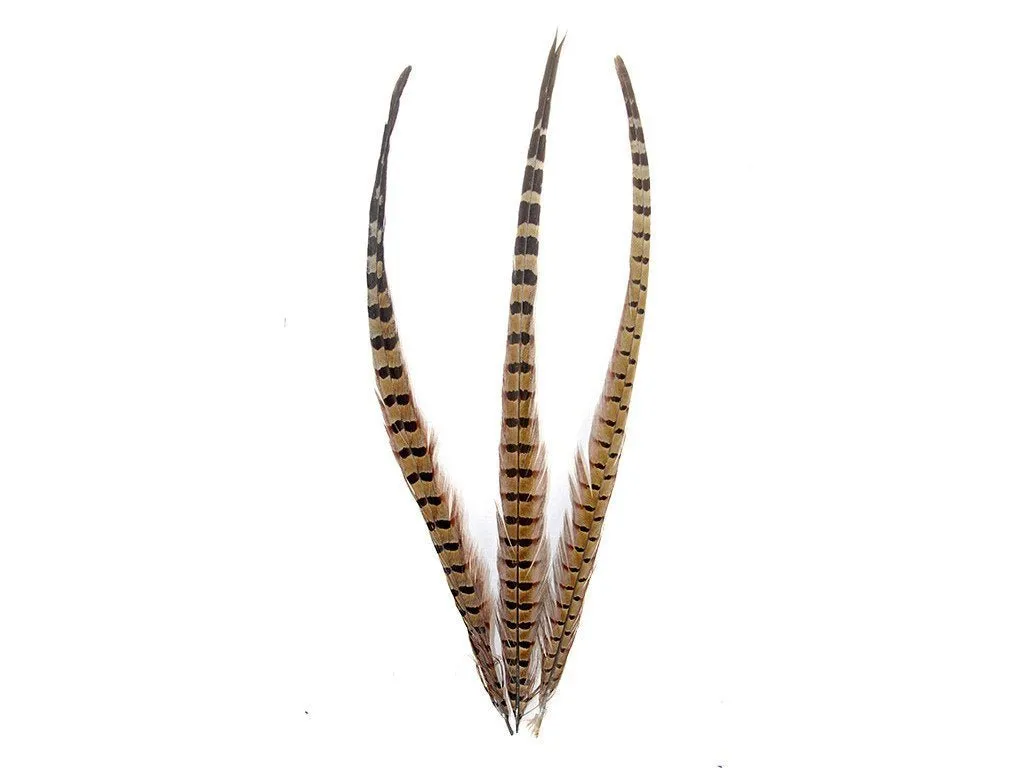 Pheasant Natural Ringneck Feathers