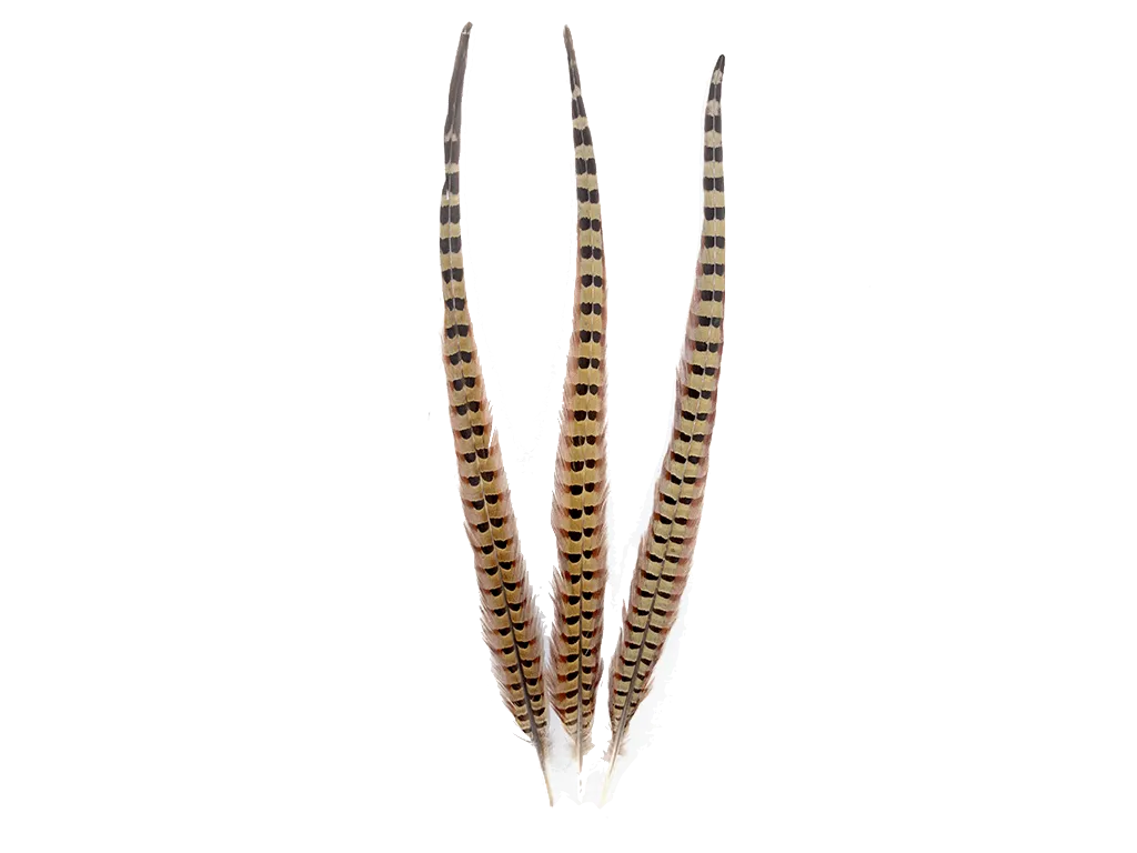 Pheasant Natural Ringneck Feathers