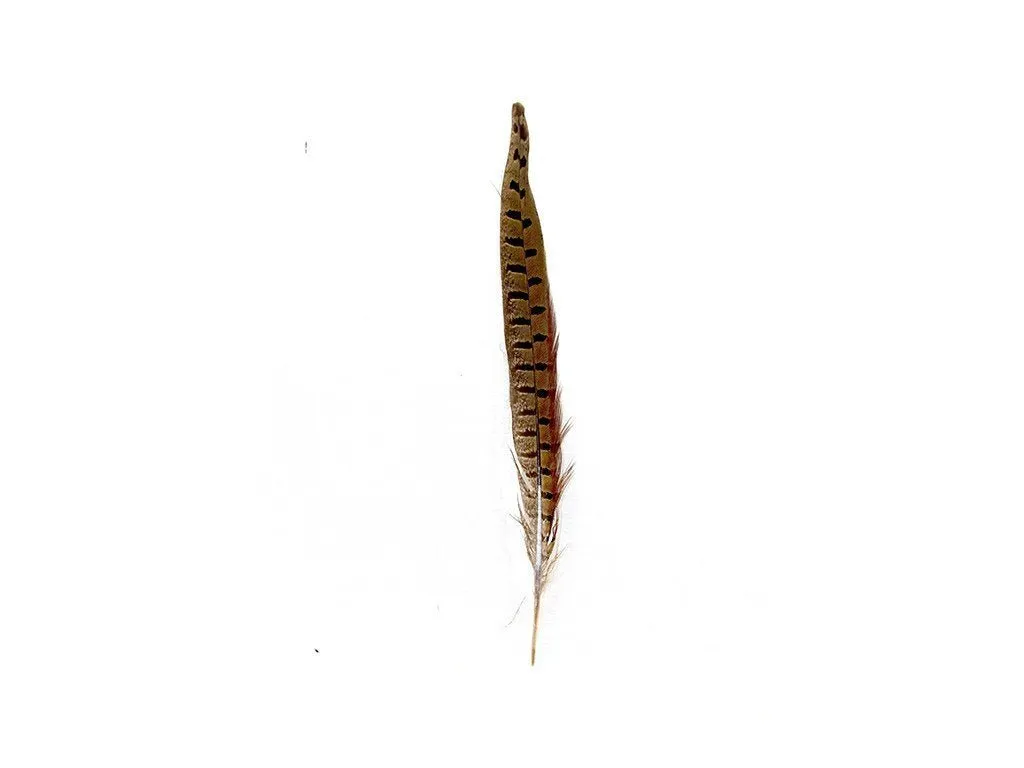 Pheasant Natural Ringneck Feathers