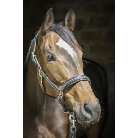 Point Sellier Leather Halter